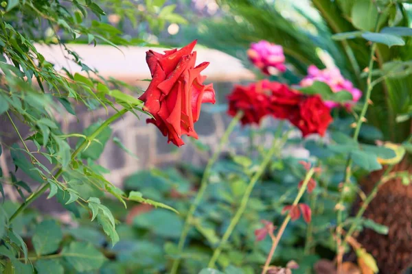 Närbild Vackra Blommande Röda Rosor Vid Botaniska Trädgården — Stockfoto