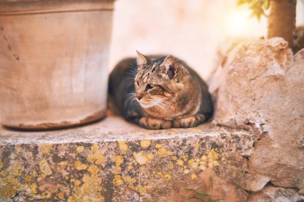 Sevimli Kedi Kasaba Caddesinde Dinleniyor — Stok fotoğraf
