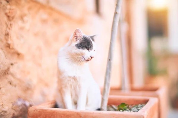 Bedårande Katt Som Ligger Och Kopplar Stadens Gata — Stockfoto