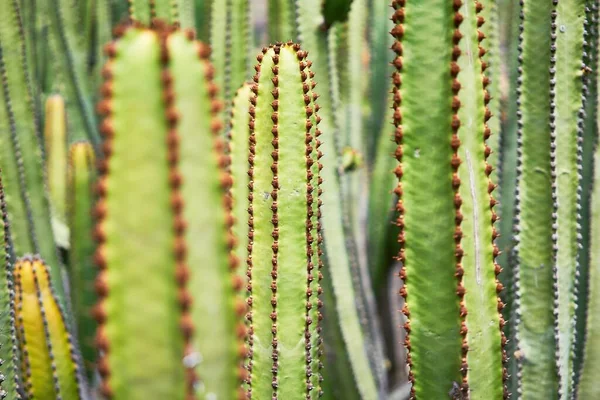 植物園で多肉植物の緑のサボテンの閉鎖 — ストック写真