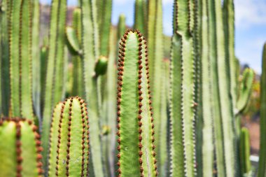 Botanik bahçesindeki sulu yeşil kaktüsü kapat.