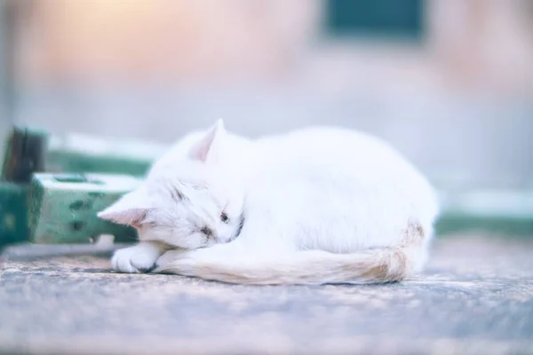 Bedårande Katt Som Ligger Och Kopplar Stadens Gata — Stockfoto