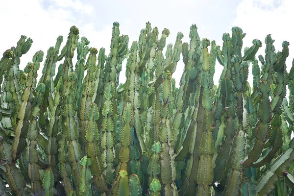 植物園で多肉植物の緑のサボテンの閉鎖 — ストック写真