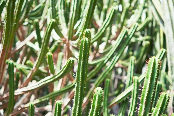 Zblízka Šťavnatý Zelený Kaktus Botanické Zahradě — Stock fotografie