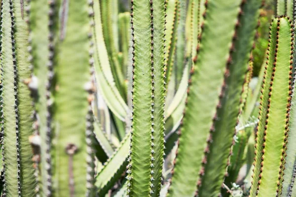 植物園で多肉植物の緑のサボテンの閉鎖 — ストック写真