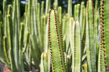 Botanik bahçesindeki sulu yeşil kaktüsü kapat.