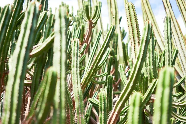 植物园内的多汁绿色仙人掌 — 图库照片