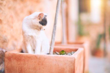 Sevimli kedi kasaba caddesinde dinleniyor.