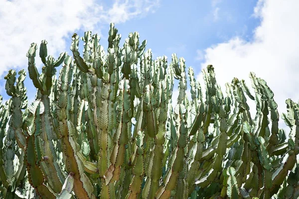 植物園で多肉植物の緑のサボテンの閉鎖 — ストック写真