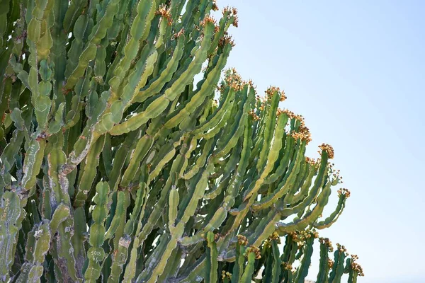 Mooie Groene Sappige Cactus Blauwe Lucht Achtergrond — Stockfoto