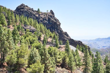 Doğadaki güzel ağaçlar.