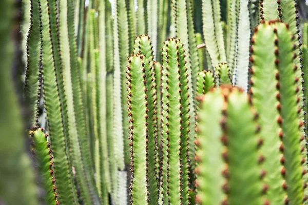 Närbild Saftig Grön Kaktus Botanisk Trädgård — Stockfoto