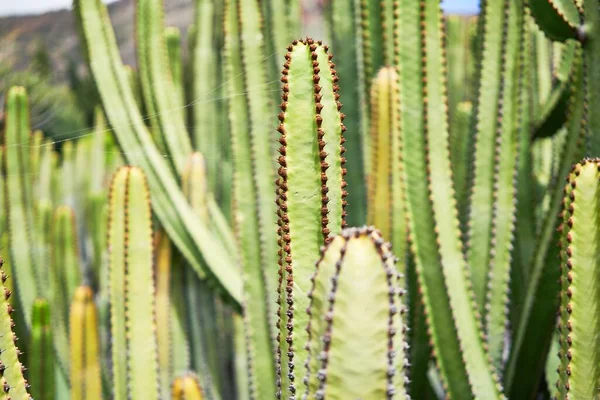 植物園で多肉植物の緑のサボテンの閉鎖 — ストック写真