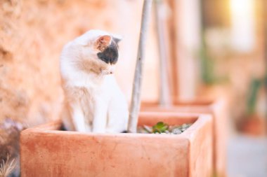 Sevimli kedi kasaba caddesinde dinleniyor.
