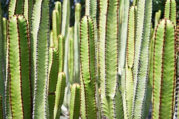 Primo Piano Succulento Cactus Verde All Orto Botanico — Foto Stock