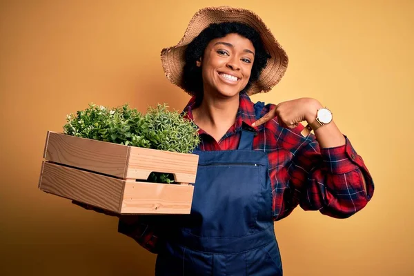 Petani Muda Amerika Afrika Dengan Rambut Keriting Mengenakan Celemek Kotak — Stok Foto