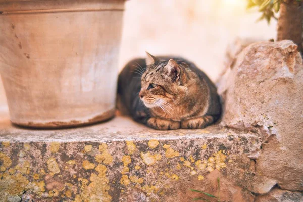 Очаровательная Кошка Лежит Отдыхает Улице — стоковое фото