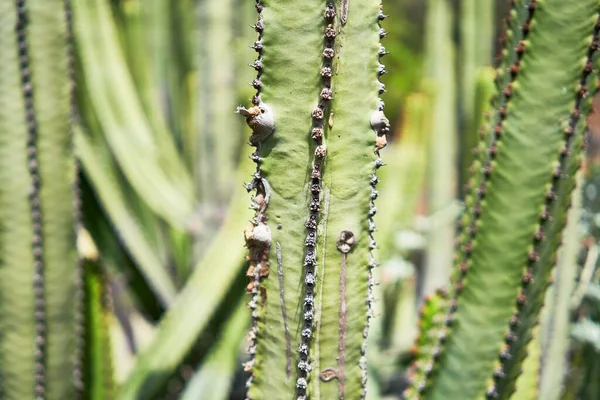 Närbild Saftig Grön Kaktus Botanisk Trädgård — Stockfoto