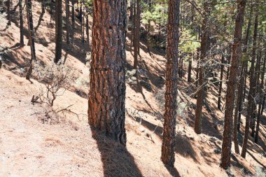 Güzel ağaçlar manzara