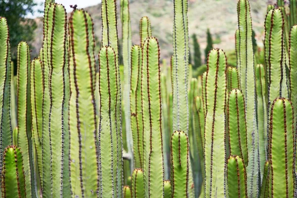 植物園で多肉植物の緑のサボテンの閉鎖 — ストック写真