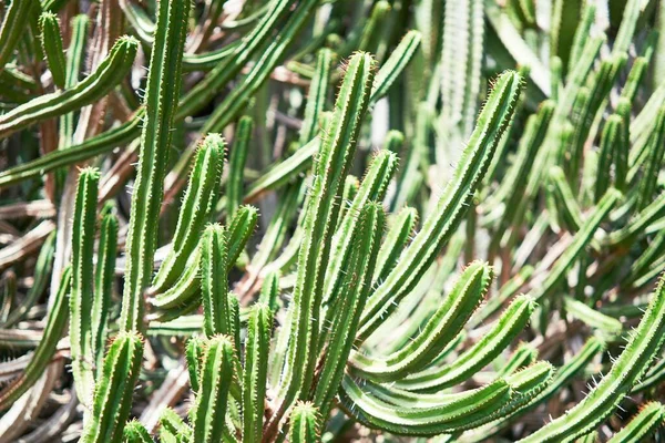 植物園で多肉植物の緑のサボテンの閉鎖 — ストック写真