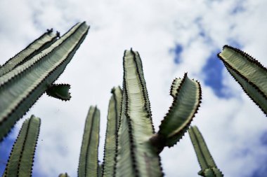 Botanik bahçesindeki sulu yeşil kaktüsü kapat.