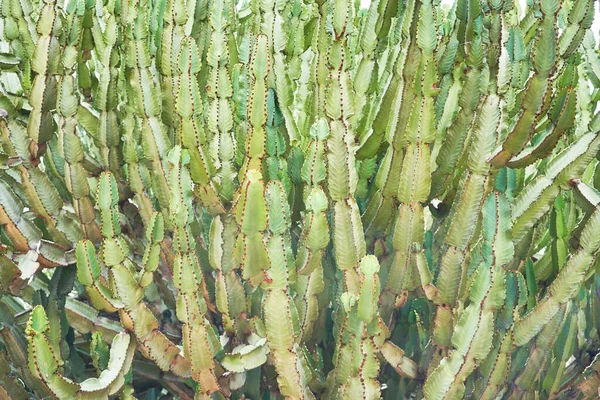 Lähikuva Mehukas Vihreä Kaktus Kasvitieteellinen Puutarha — kuvapankkivalokuva