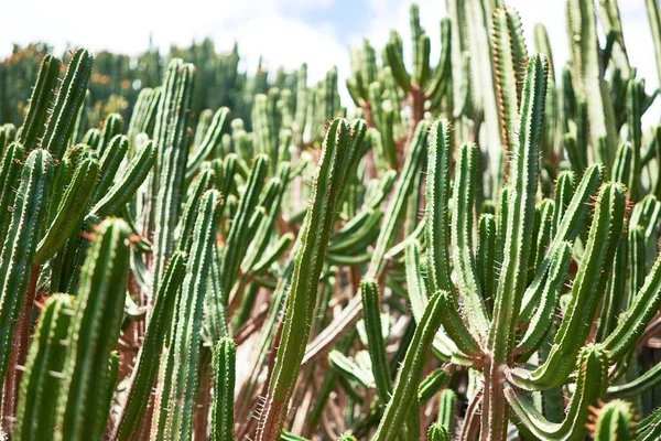 植物園で多肉植物の緑のサボテンの閉鎖 — ストック写真