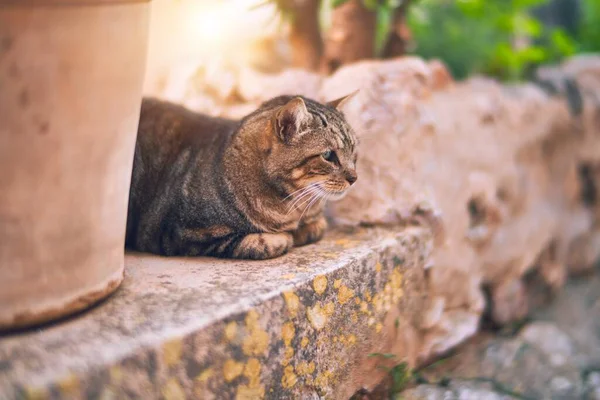 Bedårande Katt Som Ligger Och Kopplar Stadens Gata — Stockfoto