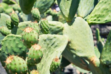 Botanik bahçesindeki sulu yeşil kaktüsü kapat.