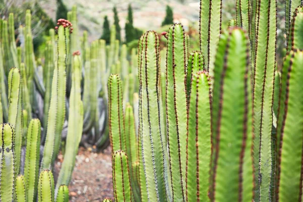Gros Plan Sur Les Succulents Cactus Verts Jardin Botanique — Photo
