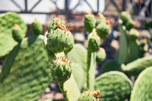 Close Succulent Green Cactus Botanical Garden — Stock Photo, Image