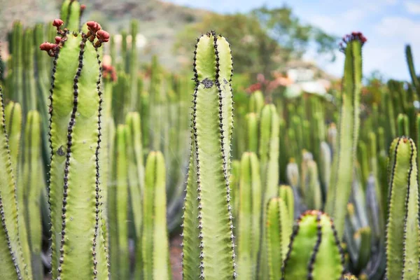 植物園で多肉植物の緑のサボテンの閉鎖 — ストック写真