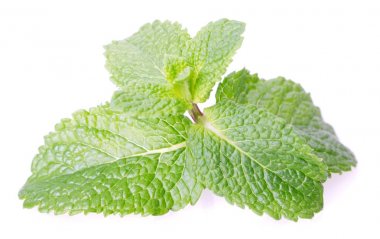 Beyaz arkaplanda taze nane