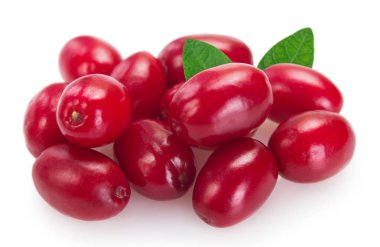 Beyaz arka planda taze köpek ağacı