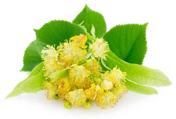 Flower of linden on white background — Stock Photo, Image