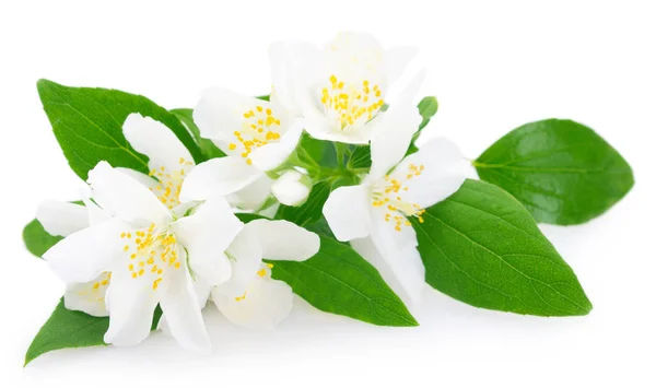 Fresh jasmine on white background — Stock Photo, Image