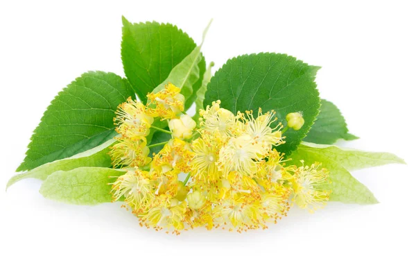 Flower of linden on white background — Stock Photo, Image