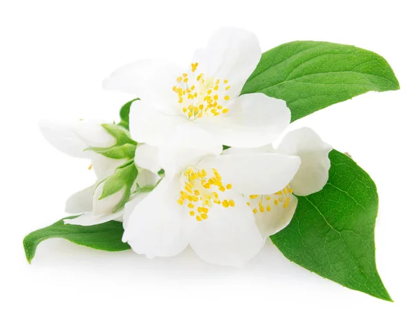 白色背景上的新鲜茉莉花 — 图库照片