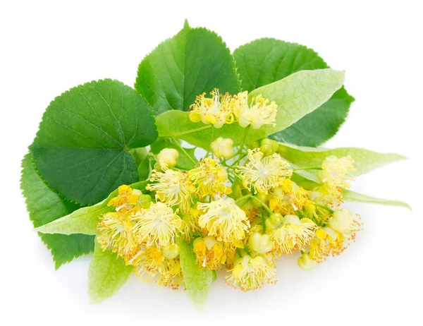 Flower of linden on white background — Stock Photo, Image
