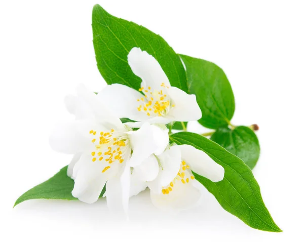 Fresh jasmine on white background — Stock Photo, Image