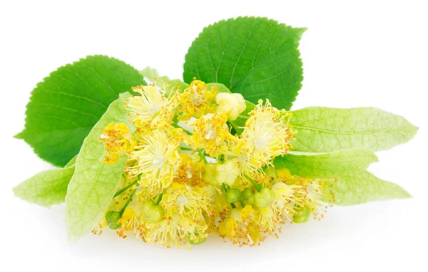 Flower of linden on white background — Stock Photo, Image