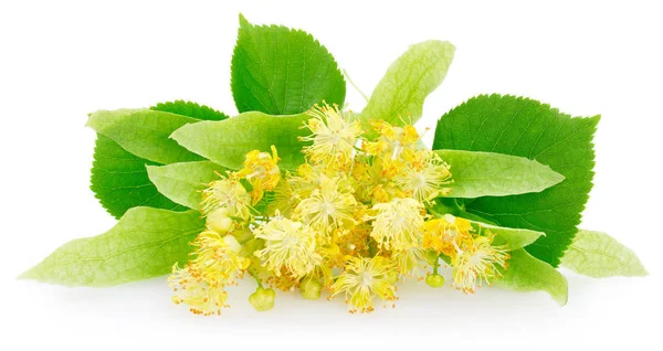 Flower of linden on white background — Stock Photo, Image