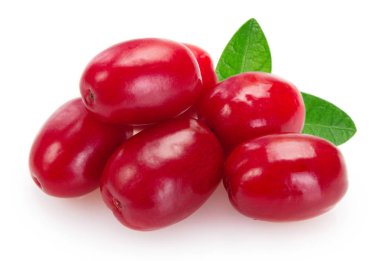 Beyaz arka planda taze köpek ağacı