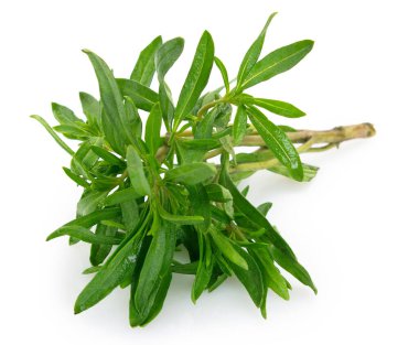 Beyaz arkaplanda taze kekik