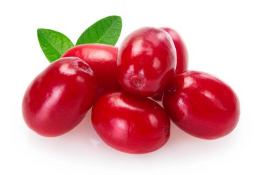 Beyaz arka planda taze köpek ağacı