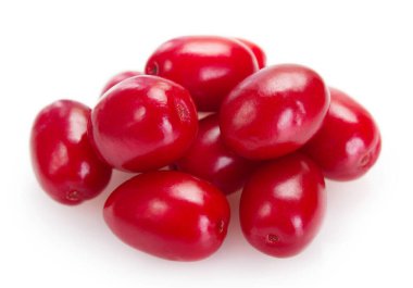 Beyaz arka planda taze köpek ağacı