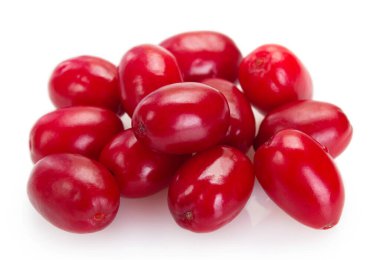 Beyaz arka planda izole edilmiş taze köpek ağacı.