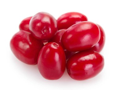 Beyaz arka planda izole edilmiş taze köpek ağacı.