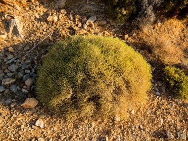 Kekik bush Tilos Adası'nda